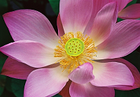 Kvet lotosu